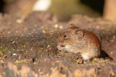 Jed na hraboše Stutox II rozházel minulý týden na některých polích u Brna zemědělský podnik Bonagro. / Ilustrační foto