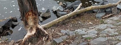 Foto: Jan Čižinský