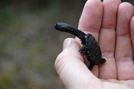 Dlouhokrčky australské nečeká veselá budoucnost. Podle vědců přijdou o 65 % rozlohy obývaného území.
