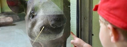 Tapír jihoamerický Foto: Joachim S. Müller Flickr