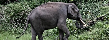 Slon sumaterský Foto: Suri JV (on and off) Flickr