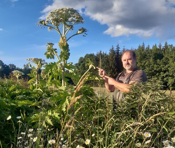 Bolševník velkolepý a Vladimír Melichar. Tady ustřihnout.
