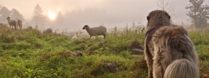Foto: ČSOP Libosváry
