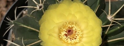 Kaktus Wigginsia sellowii Foto:  Wilferd Duckitt Flickr