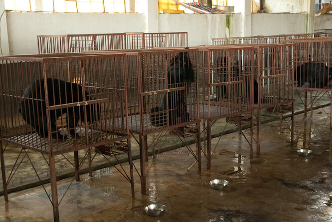 Medvědi chovaní pro žluč.