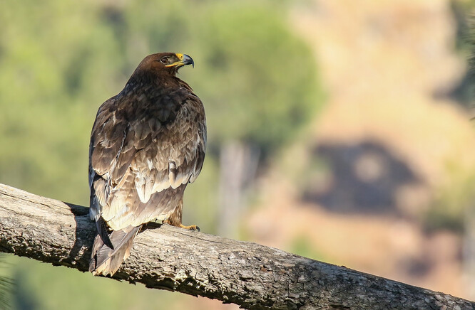 Větší druhy (jako je například orel stepní) obvykle unikají dříve než menší druhy.