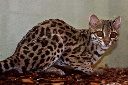 Margay pochází z Jižní a Střední Ameriky. Je příbuzný se známějším ocelotem, proto se také občas česky nazývá ocelot stromový. Většinu života totiž tráví ve větvích stromů.