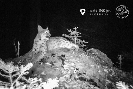 Brdský rys ostrovid.