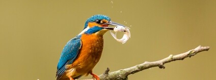 Foto: James West / Flickr