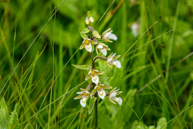 Jestli půjdete kolem podmáčené, bažinné nebo rašelinné louky, prameniště, slatiny či příkopu u cest, hledejte kruštíka bahenního. Mohl by tam být.