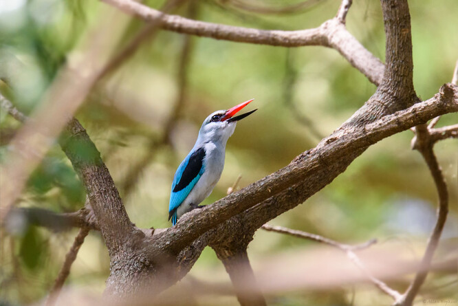Populace ptáků z venkovských oblastí nebo oblastí s nízkou lidskou aktivitou jsou méně tolerantní k přibližování se člověka (tj. dříve uniknou) než ptáci stejného druhu z urbanizovaných oblastí (příkladem takového druhu je ledňáček senegalský).