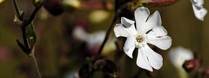 Silenka širolistá Foto: Jakub T. Jankiewicz Flickr