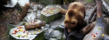 Medvědí Vánoce na českokrumlovském zámku Foto: Donald Judge Flickr