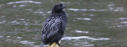 Kormorán malý Foto: Frank Vassen Flickr