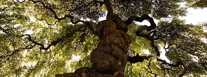 Foto: sandro bisotti / Flickr