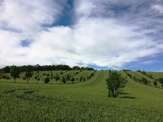 Jednou z mnoha pozitivních funkcí agrolesnických systémů je funkce estetická. Pohled porovnávající pole s nedozrálým obilím s dřevinami a bez výsadeb dřevin.