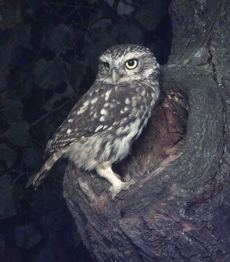 Vzhledem k nízkému a plochému temenu se zdá být pohled sýčka obecného zamračený a jakoby podezřívavý. Je plachý. Lidem nevěří, i když žije obvykle v jejich blízkosti.