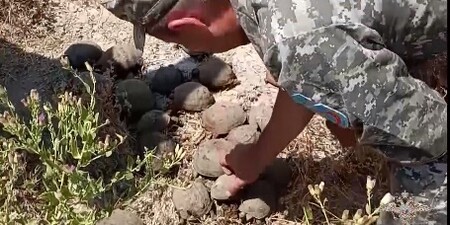 Pašované želvy byly navráceny do přírody.