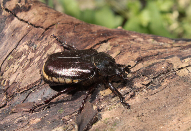 Vlajkový druh hmyzích společenstev vázaných na dutiny – páchník hnědý (Osmoderma barnabita).