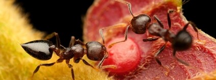 Tropičtí mravenci Foto: Philipp Hoenle / AV ČR