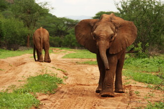 O slůňata v sirotčinci mohou pečovat i ženy.