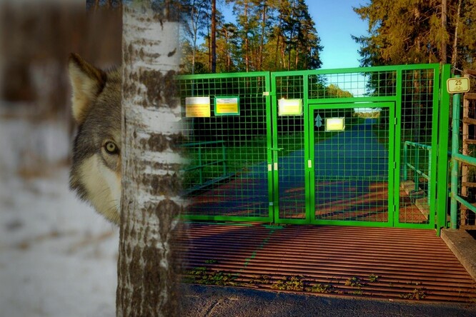 Posílení oplocení na 44 kilometrech bude sloužit ochraně chovů spárkaté zvěře.