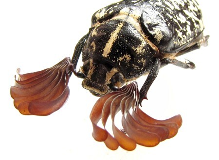 S vějířovitě rozloženými tykadlovými plátky působí samečci velmi impozantně. Běžně, hlavně při odpočinku, přitiskují brouci lístky těsně k sobě, proto tykadla vypadají na první pohled jako jednolité „paličky“. Jindy (při zvýšené aktivitě, neklidu ap.) je ale více či méně rozevírají, podobně jako na obrázku.