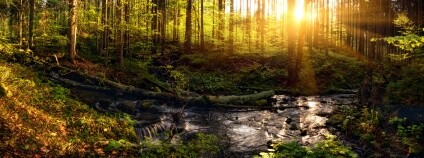 Foto: Tomáš Čamra / NP Šumava