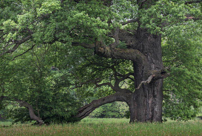 Nejstatnější dub, s nímž se jako s prvním z tamních největších setkáte
na velké louce okraje lednického parku u cesty z Janova hradu
do zámku, má obvod kmene 660 cm a spodní velkou větev opřenou
o zem. Postupem času, jak větev rostla a sílila, se totiž vlastní hmotností
skláněla až k zemi, a poněvadž ji navíc napadly dřevní houby,
na několika oslabených místech podélně popraskala.