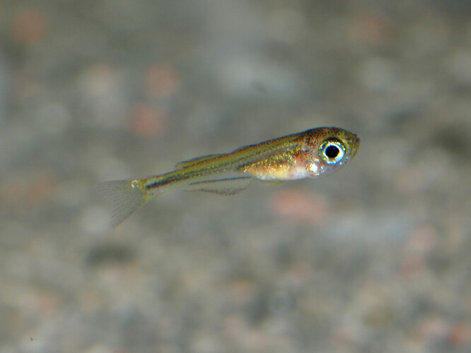 Ryba duhovka Melanotaenia bowmani.