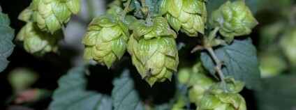 chmel Foto: stanze Flickr