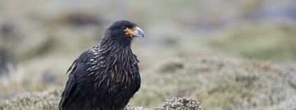 Čimango falklandský Foto: kuhnmi Flickr