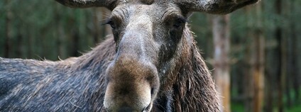 Los evropský Foto: mikaelsoderberg Flickr