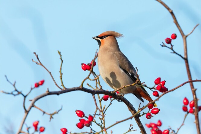 Brkoslav severní. Ilustrační foto