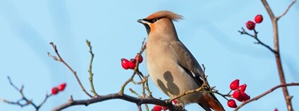 Brkoslav severní Foto: Martha de Jong-Lantink Flickr