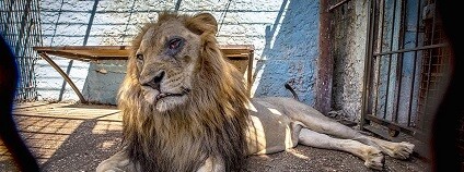 foto:  Caters News Agency / dailymail.co.uk