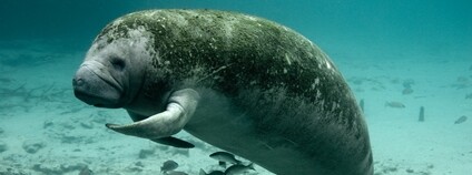 Kapustňák širokonosý Foto: Keith Ramos - USFWS Endangered Species Flickr