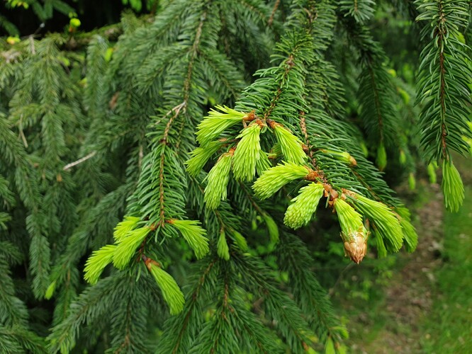 Ilustrační snímek: letorost smrku.