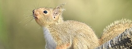 Veverka japonská Foto: Ken Ishigaki Flickr