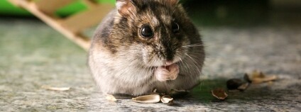 Foto: Anton Vakulenko / Flickr