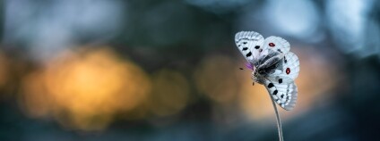 Foto: Jacky DELEURENCE / Flickr