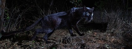 Foto: Burrard-Lucas Photography