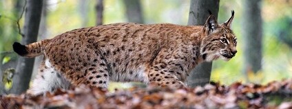 Rys ostrovid Foto: Tambako The Jaguar Flickr