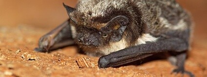 Netopýr pestrý Foto: Rudo Jureček Flickr