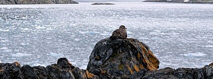 Chaluha antarktická Foto: Rob Oo Flickr