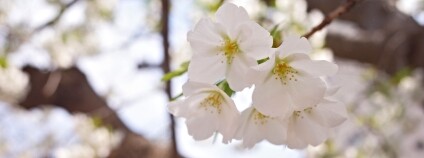 Foto: Hideya HAMANO / Flickr