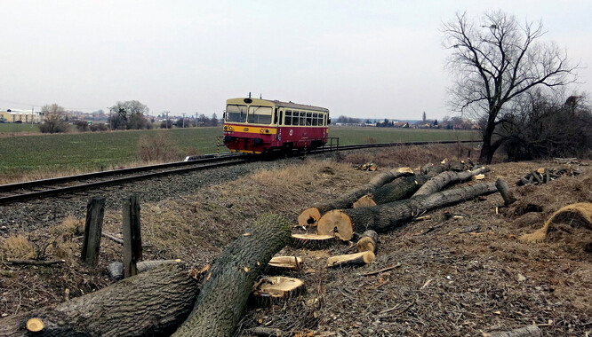 Kácení topolů, které lemovaly trať &quot;Zborovička&quot; mezi Kotojedy a Jarohněvicemi.