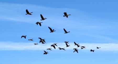 Nejvýraznější změny jsou u druhů zimujících na hlubších vodách, jejichž zimoviště se během posledních 24 let ročně posouvala o pět kilometrů na severovýchod. Ilustrační snímek tahu divokých hus.