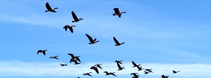 Foto: Craig Bennett / Flickr