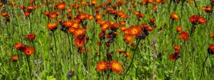 Foto: Kamila Antošová / KRNAP